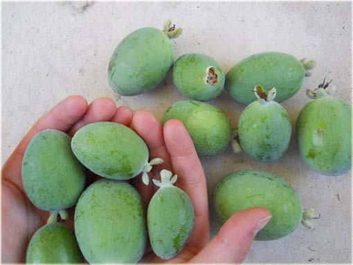 Gujawa, gruszla, gwajawa, gojawa jadalna